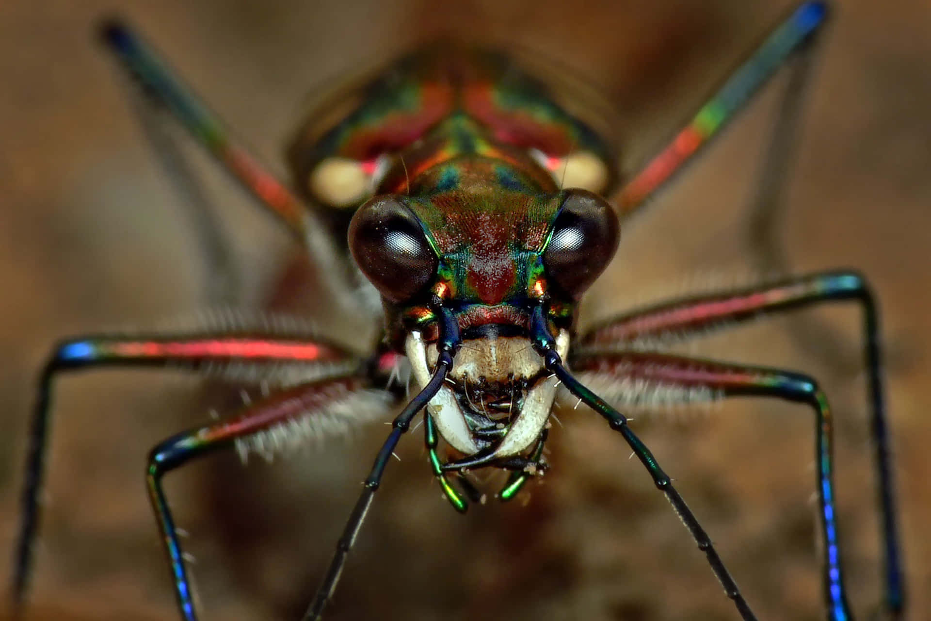 Rainbow Colored Insects Wallpaper
