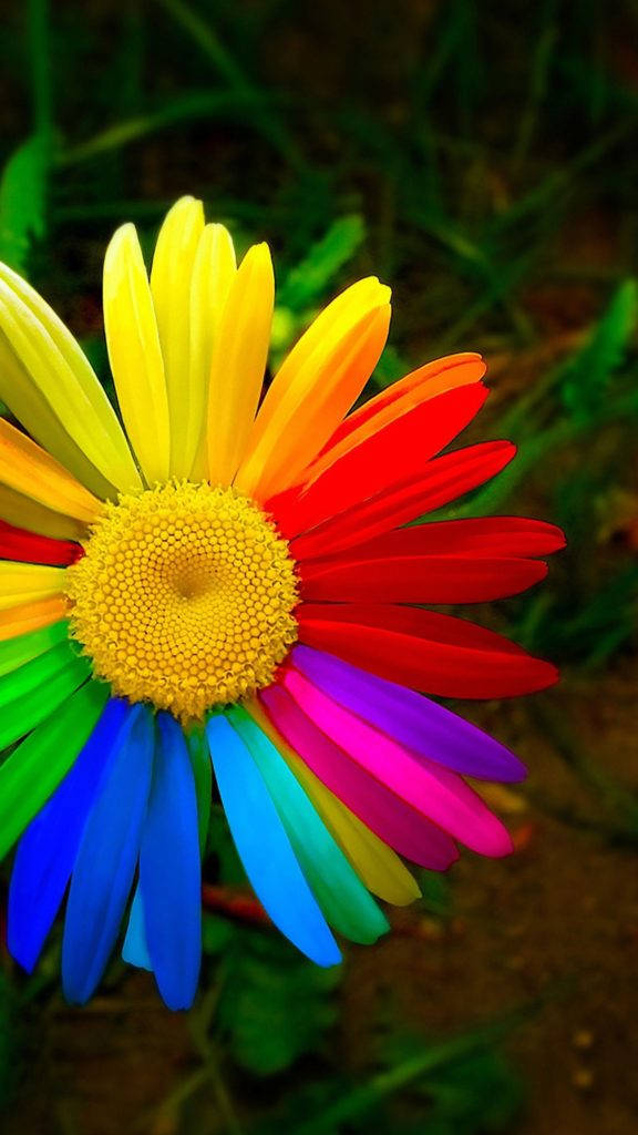 Papelde Parede De Celular Android Com Flores Margaridas Em Arco-íris. Papel de Parede