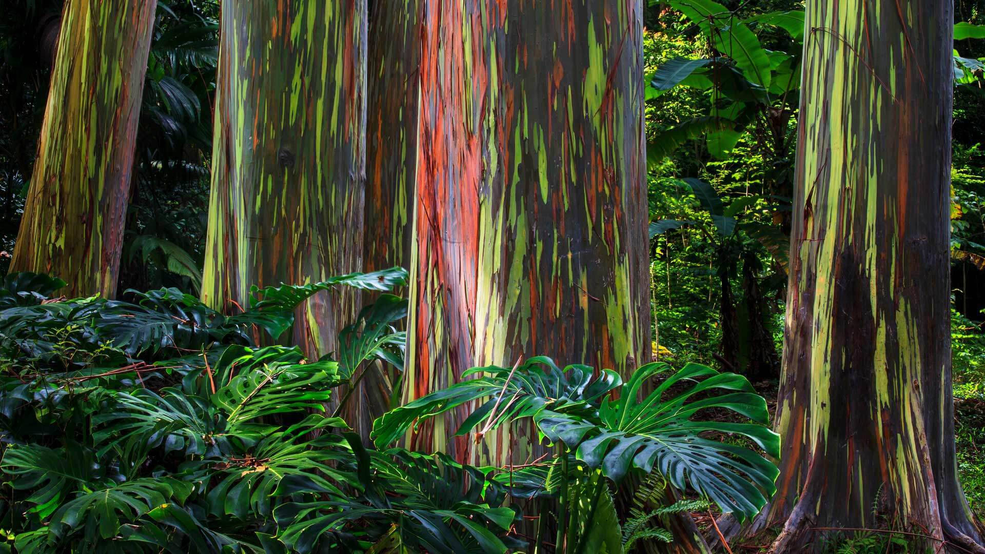 Árvoresde Eucalipto Arco-íris Papel de Parede