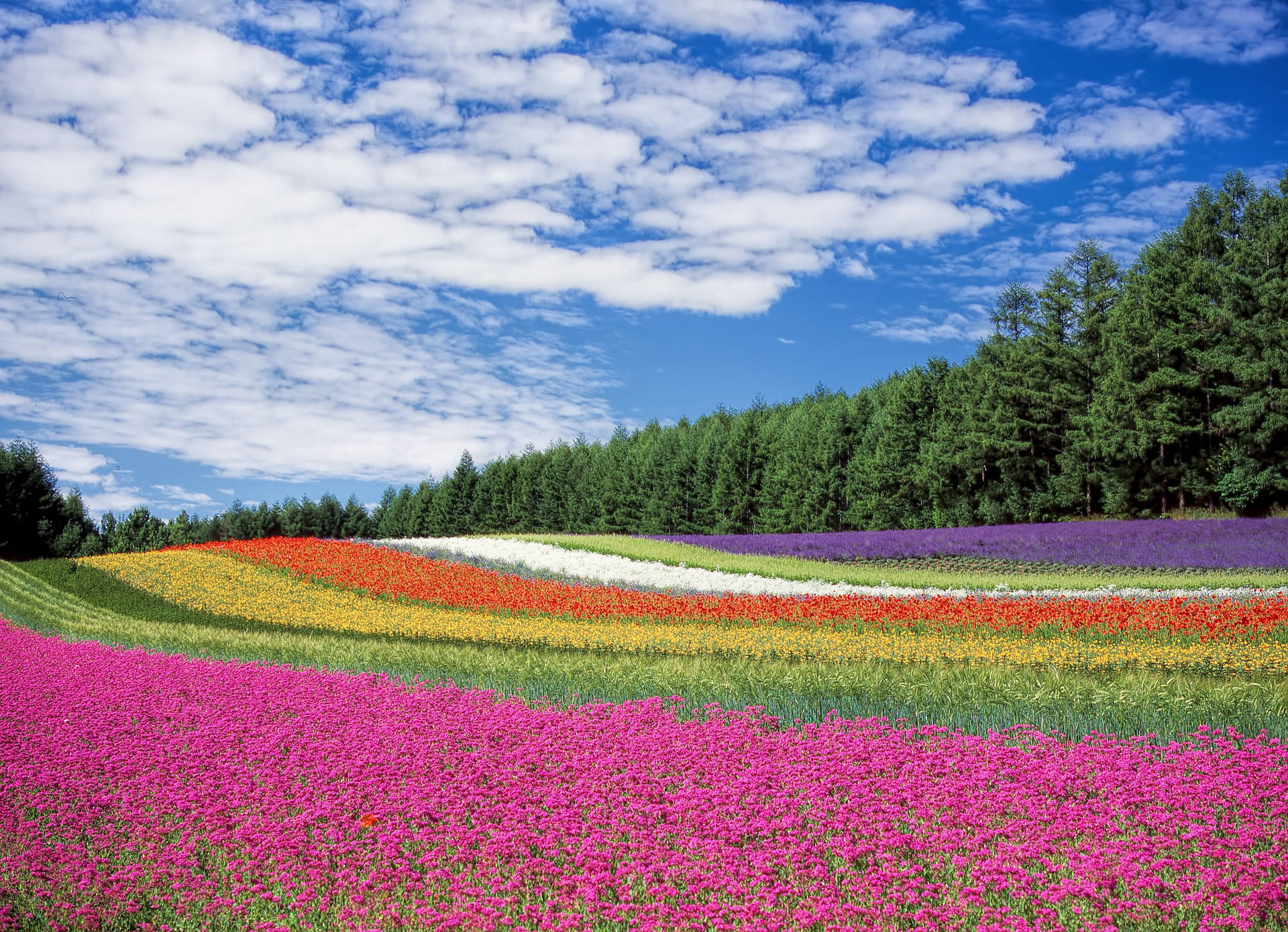 Rainbow Flower Field For Colorful Background Wallpaper