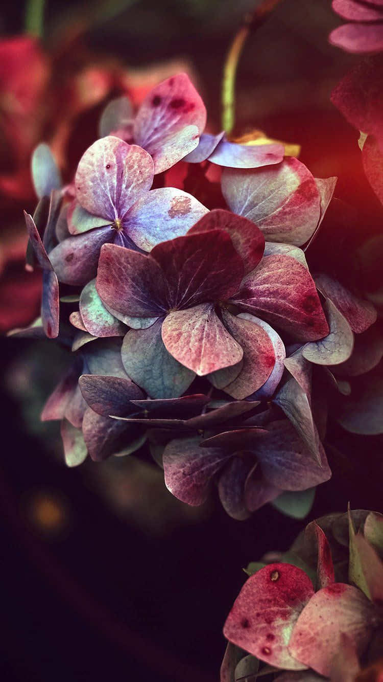 A Close Up Of Flowers With A Dark Background Wallpaper