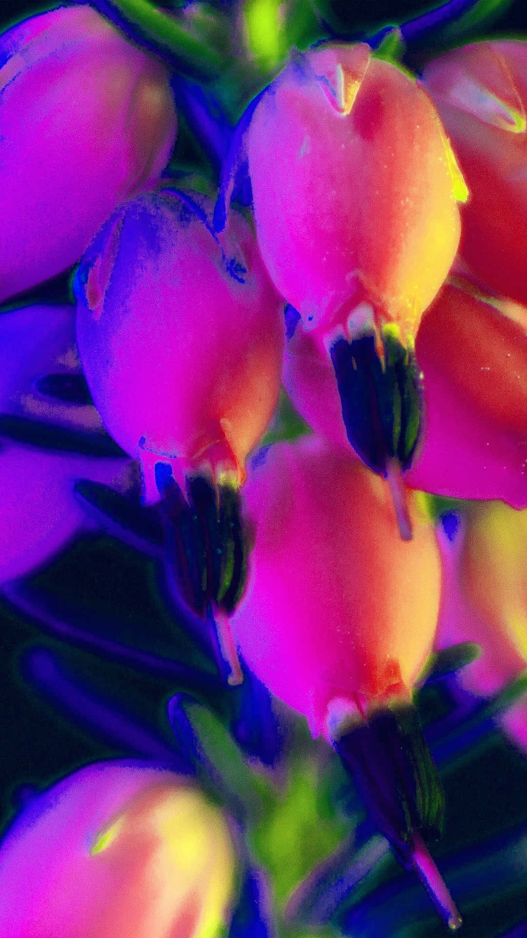Imagenun Vibrante Fondo De Pantalla De Una Flor Arcoíris Para Iphone. Fondo de pantalla