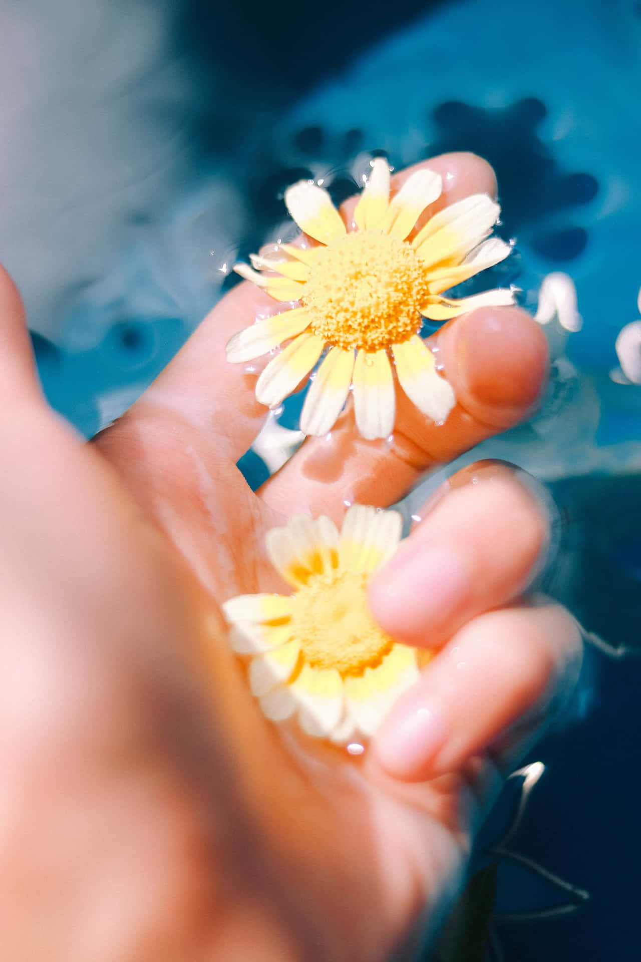 Einehand Hält Eine Gelbe Blume Im Wasser. Wallpaper