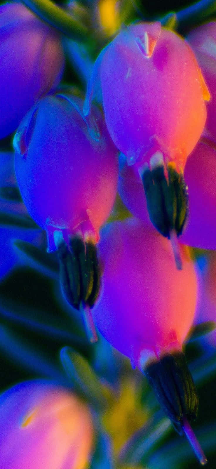 Glowing Rainbow Flower Splashed Across An Iphone Wallpaper