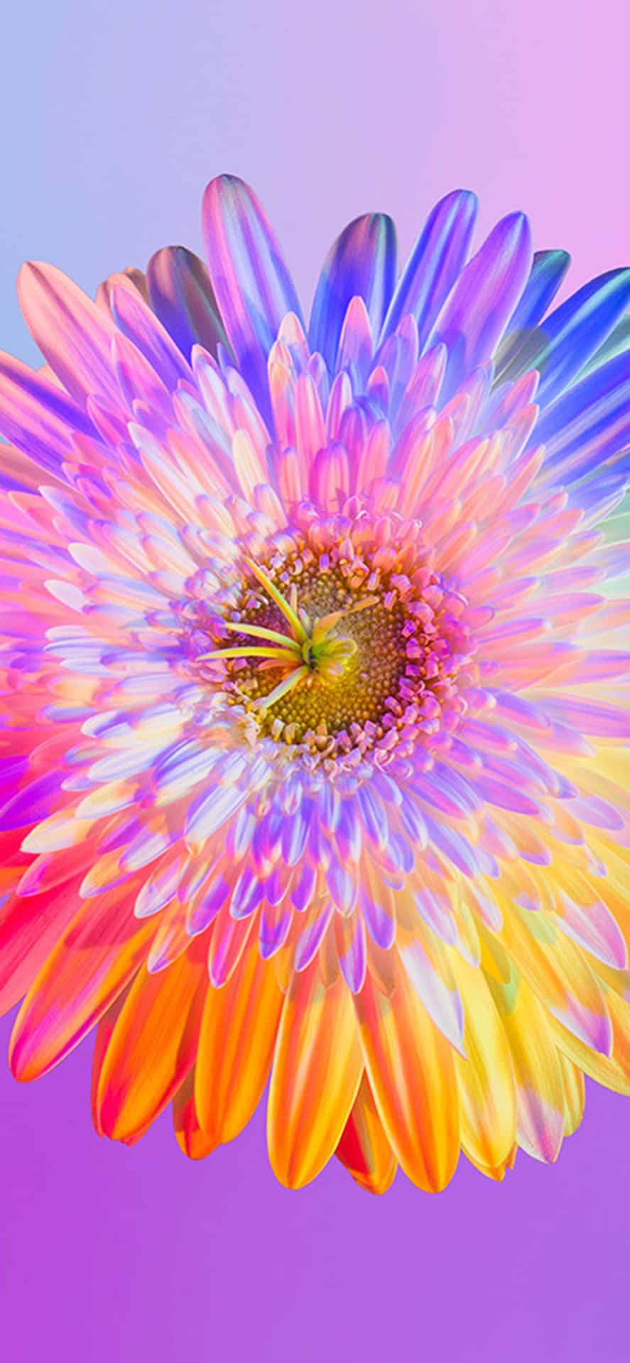 ¡iluminatu Día Con Este Hermoso Fondo De Pantalla De Flores Arcoíris Para Iphone! Fondo de pantalla