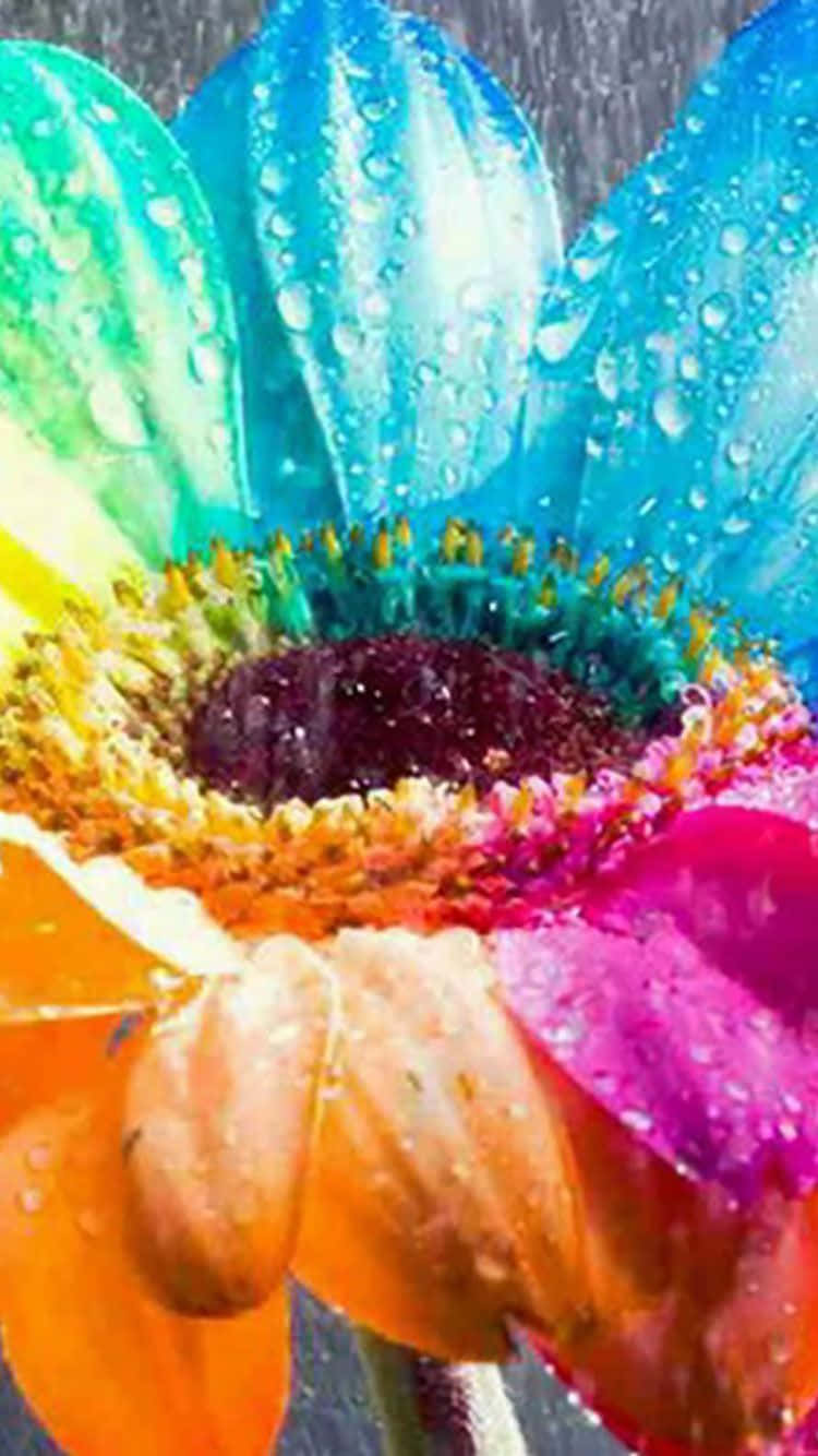 Rainbow Flower Iphone Sunflower Background