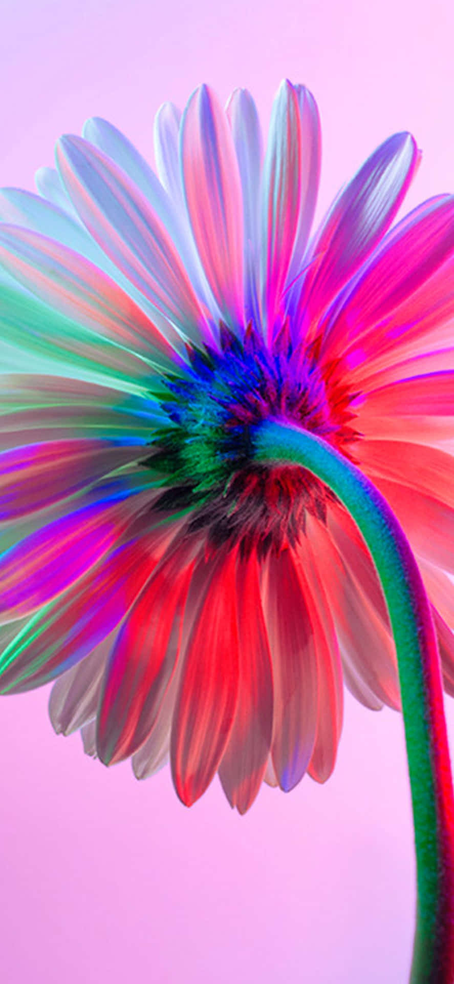 \flor De Arco Iris Vibrante Para Iphone Fondo de pantalla