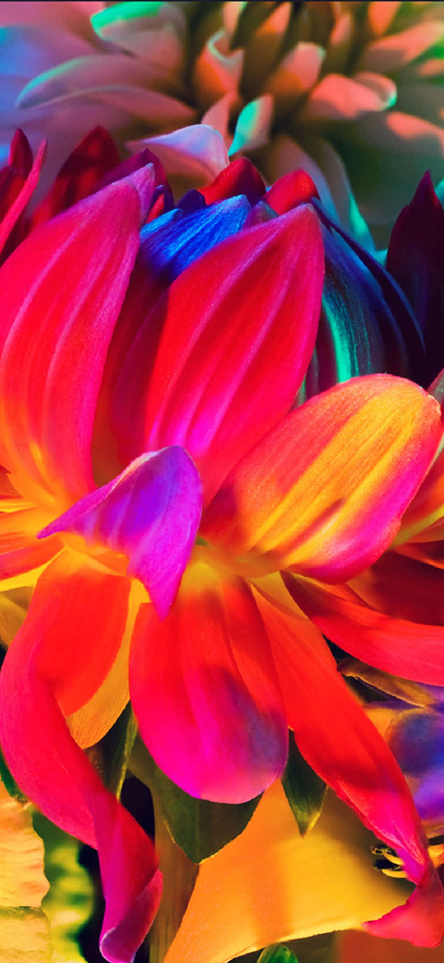 Nyd et smukt regnbuehav af blomster på din iPhone! Wallpaper