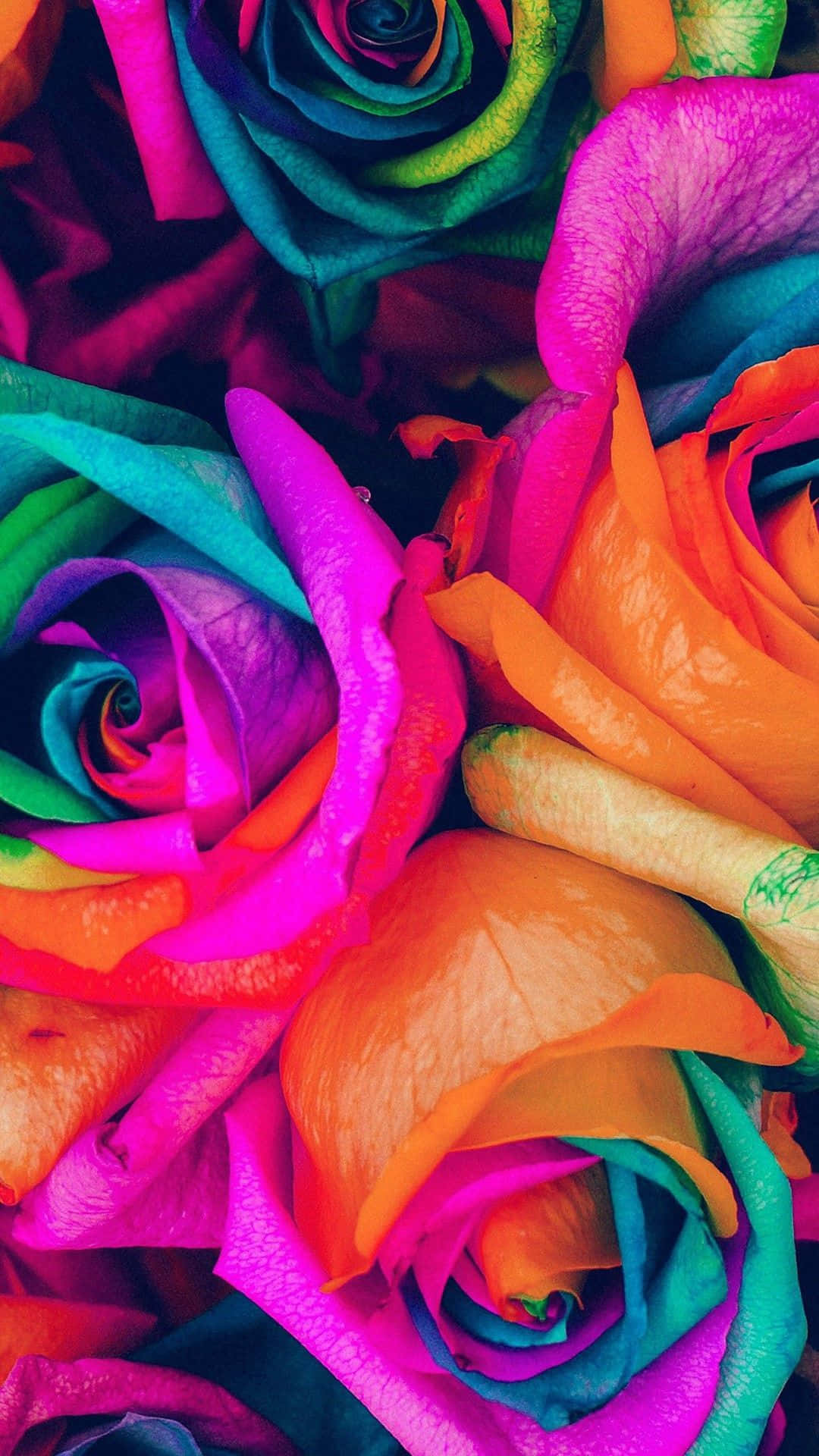Regnbueblomme IPhone farverige roser skrivebordsbaggrund. Wallpaper