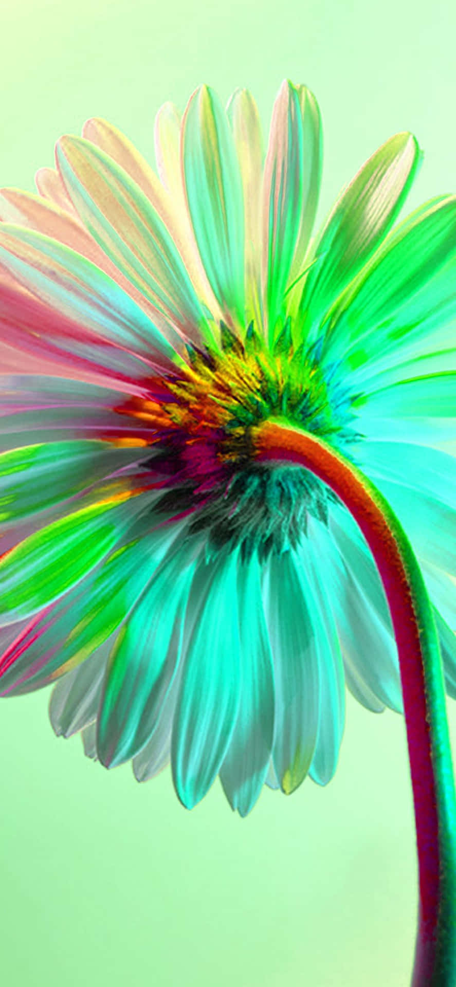 A Colorful Flower With A Green Background Wallpaper