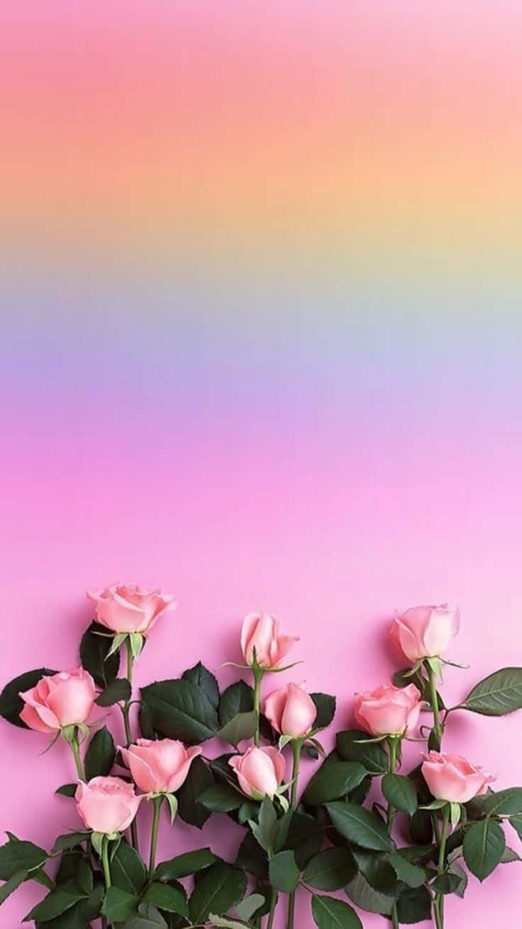 Rainbow Flower Iphone Pink Roses Background