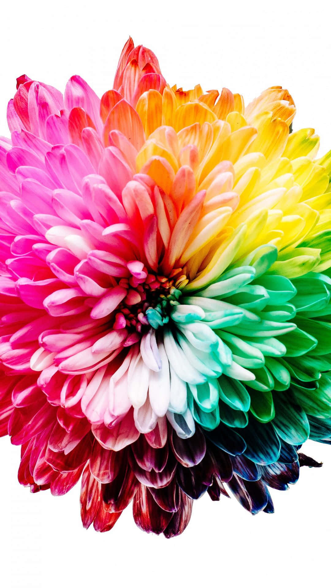 Rainbow Blomst Iphone 1080 X 1920 Wallpaper