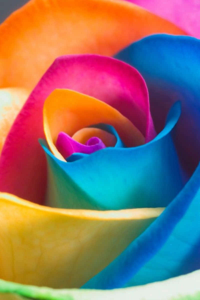 Eineregenbogenfarbene Blume Auf Einem Iphone Wallpaper