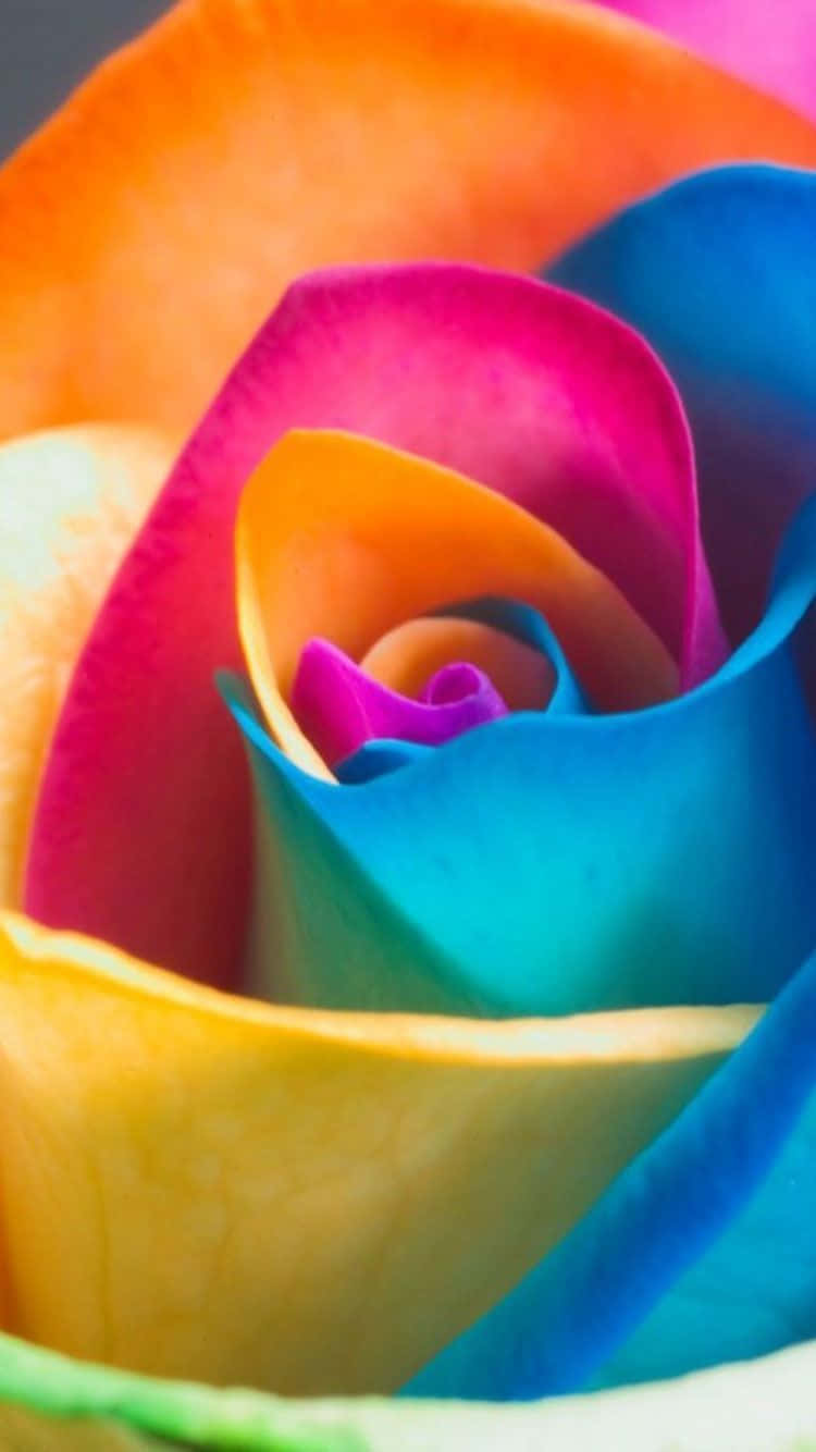 A vibrant rainbow flower blooms as its petals are illuminated in the background of a blue sky. Wallpaper