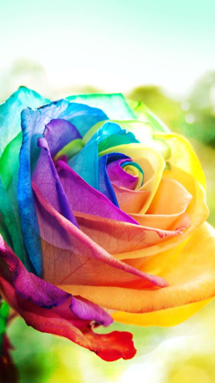 A Rainbow Rose Is Shown In The Background Wallpaper