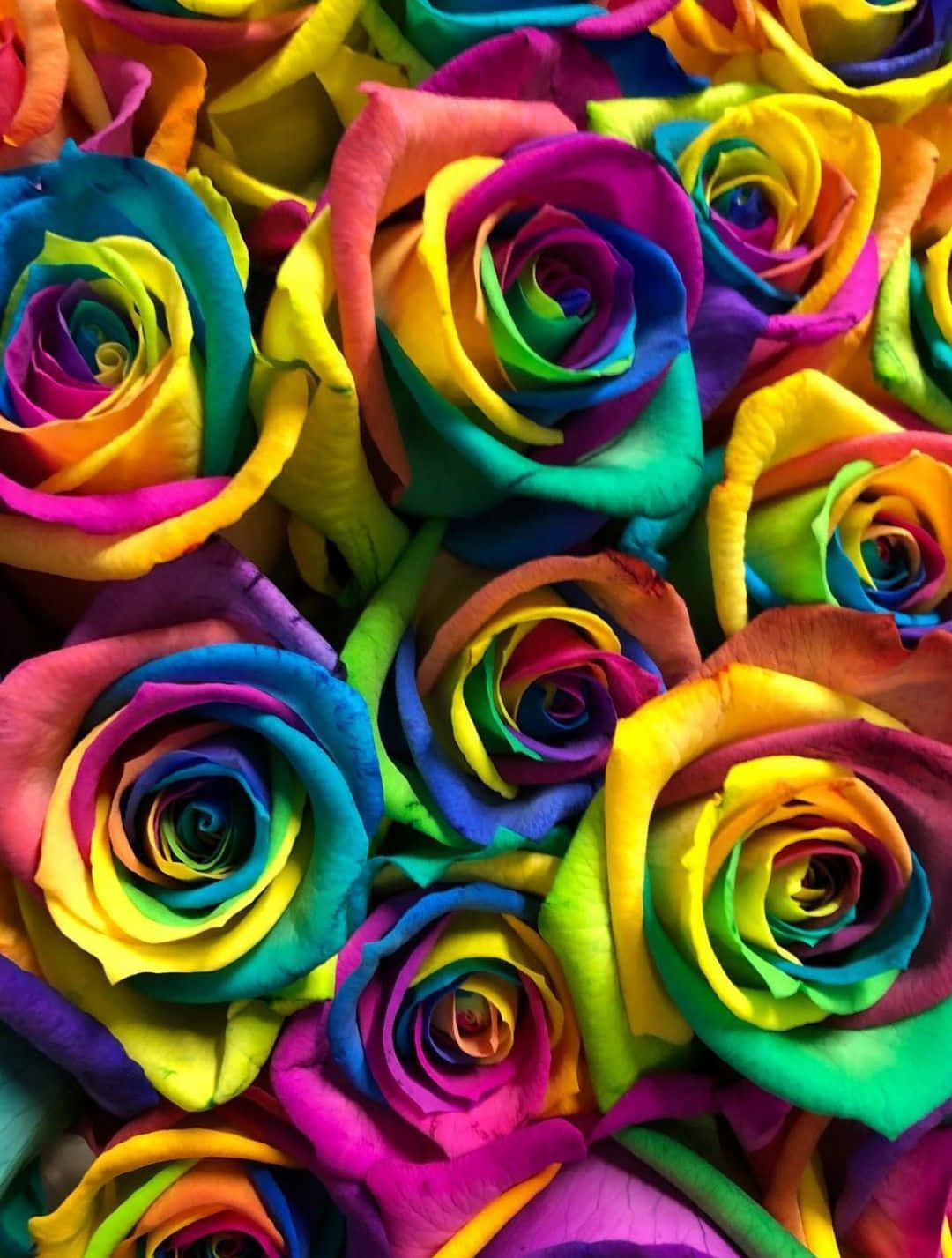 Rainbow Roses Wallpapers Wallpaper