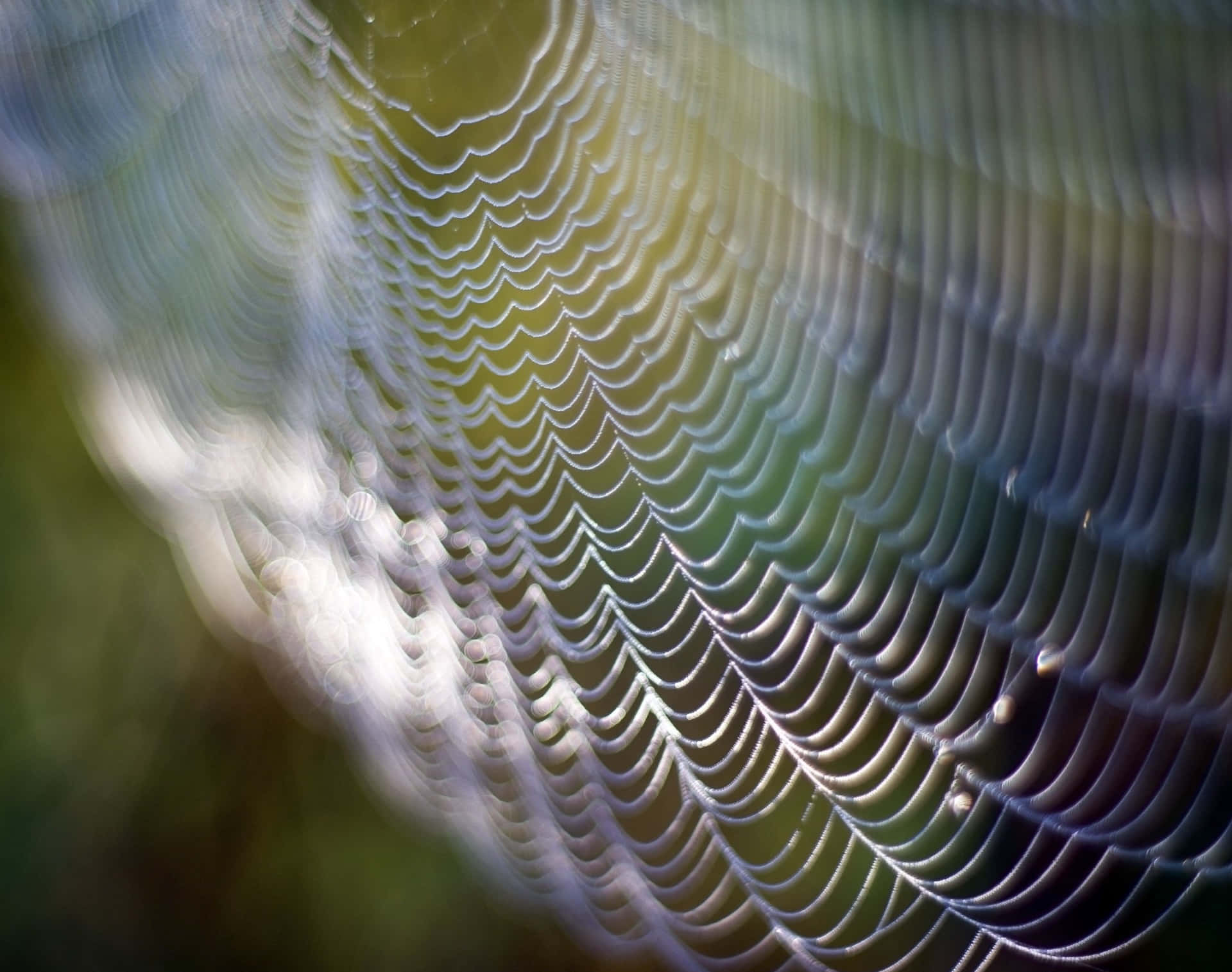 Regnbågefokus Effekt Spindelnät Bakgrundsbild.
