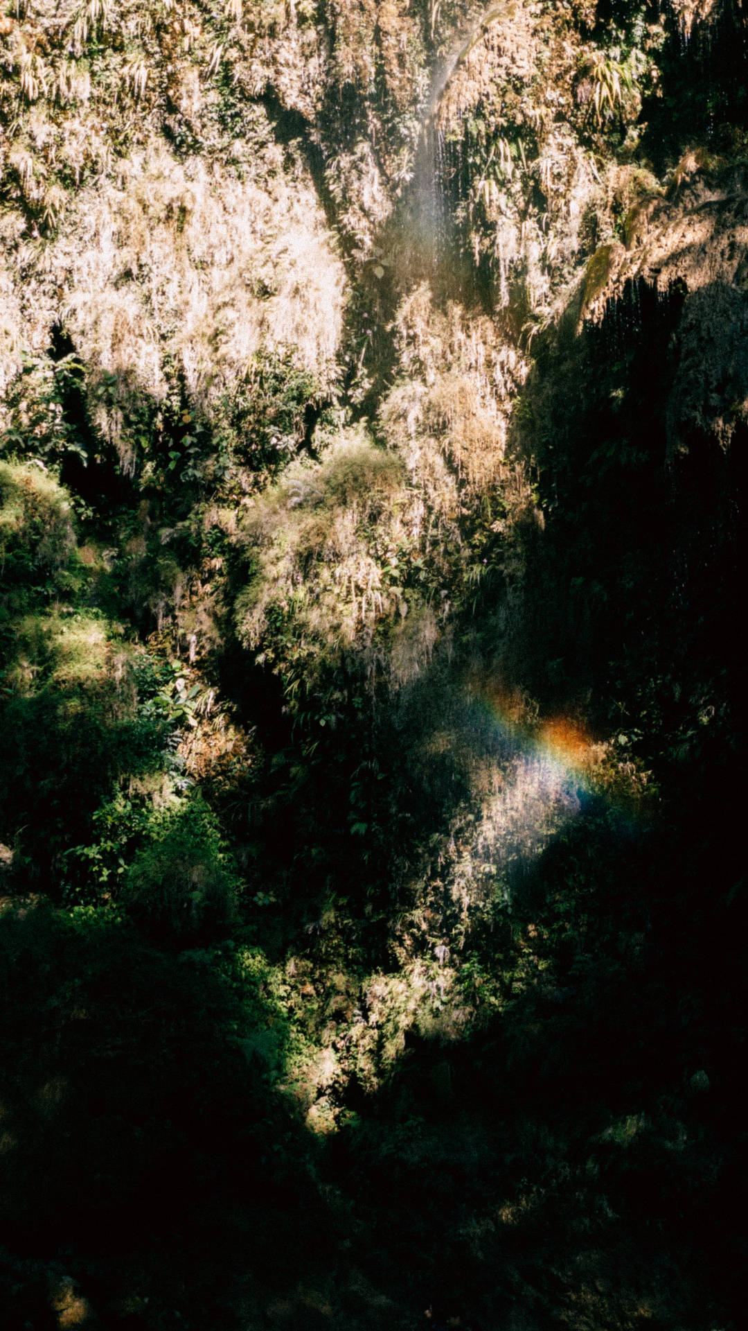 Regenbogenim Dschungel Iphone Wallpaper