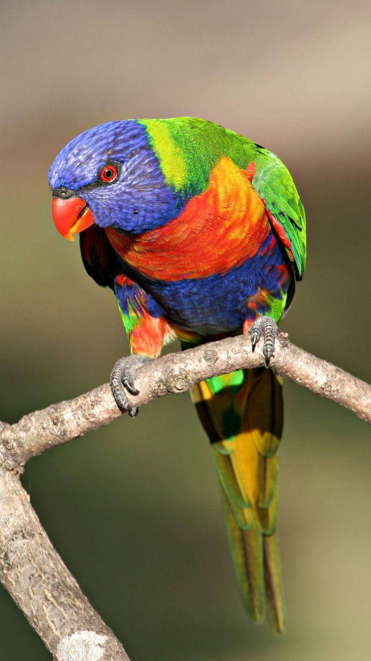 Nuevofondo De Pantalla De Pájaro Rainbow Lorikeet Para Tu Teléfono. Fondo de pantalla