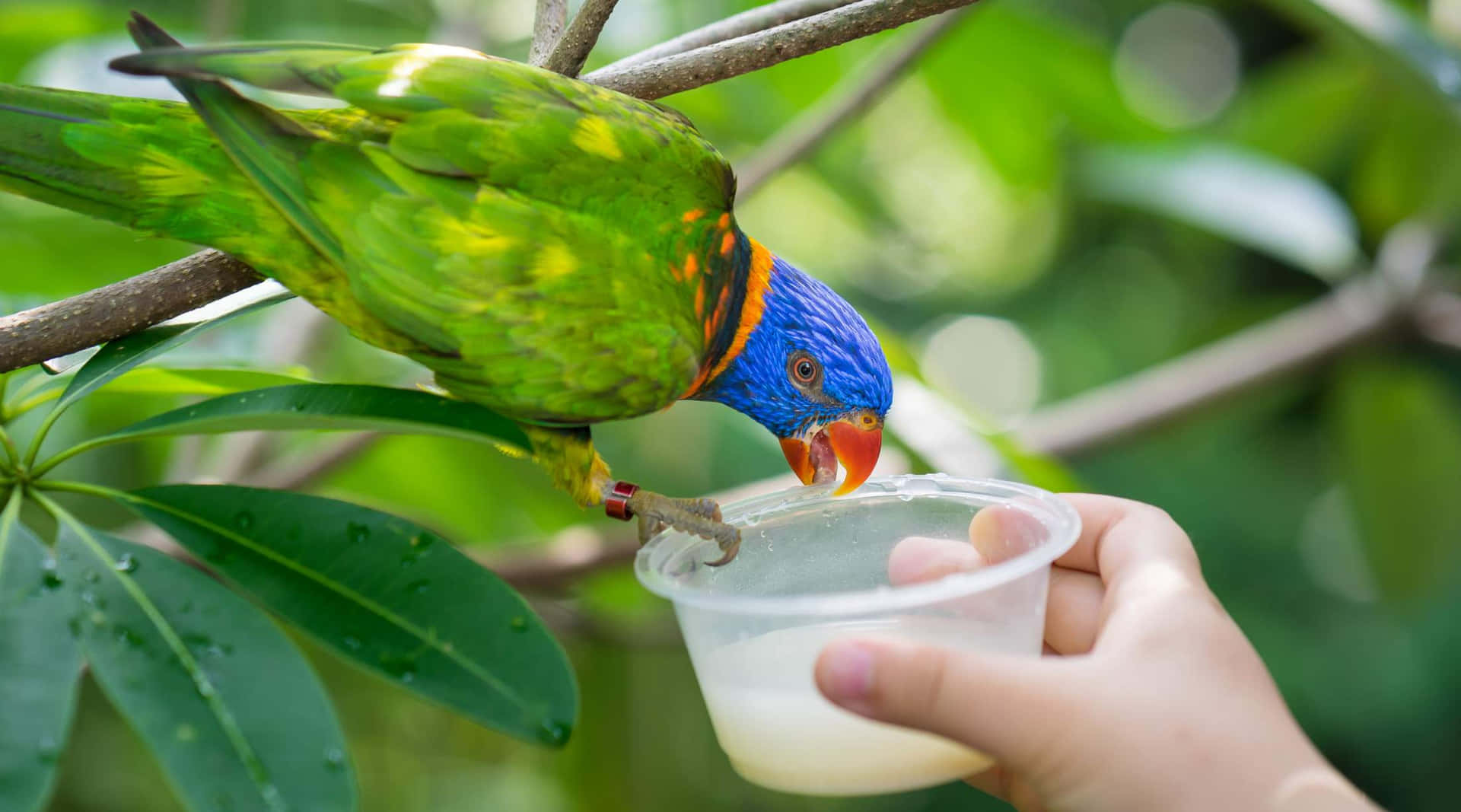 Rainbow_ Lorikeet_ Feeding_ Singapore_ Zoo Wallpaper