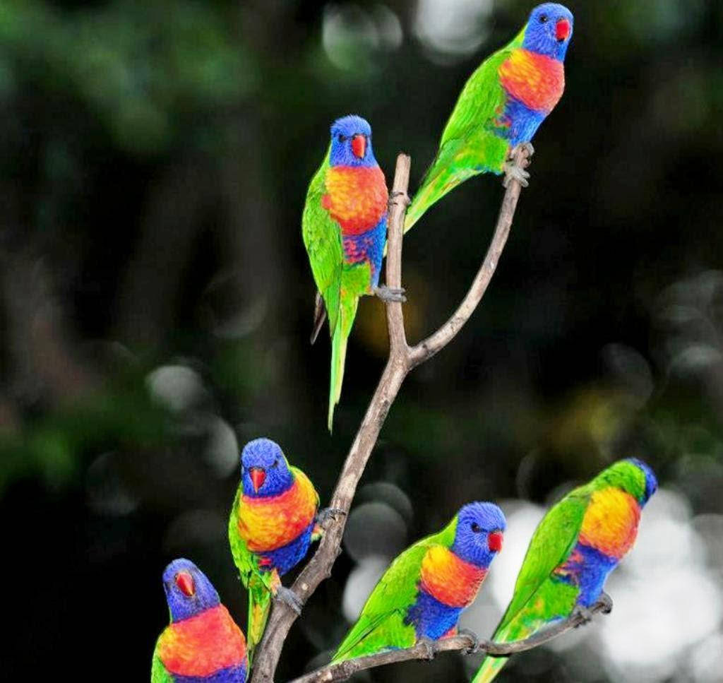 Rainbow Lorikeets For Parrots Background Wallpaper