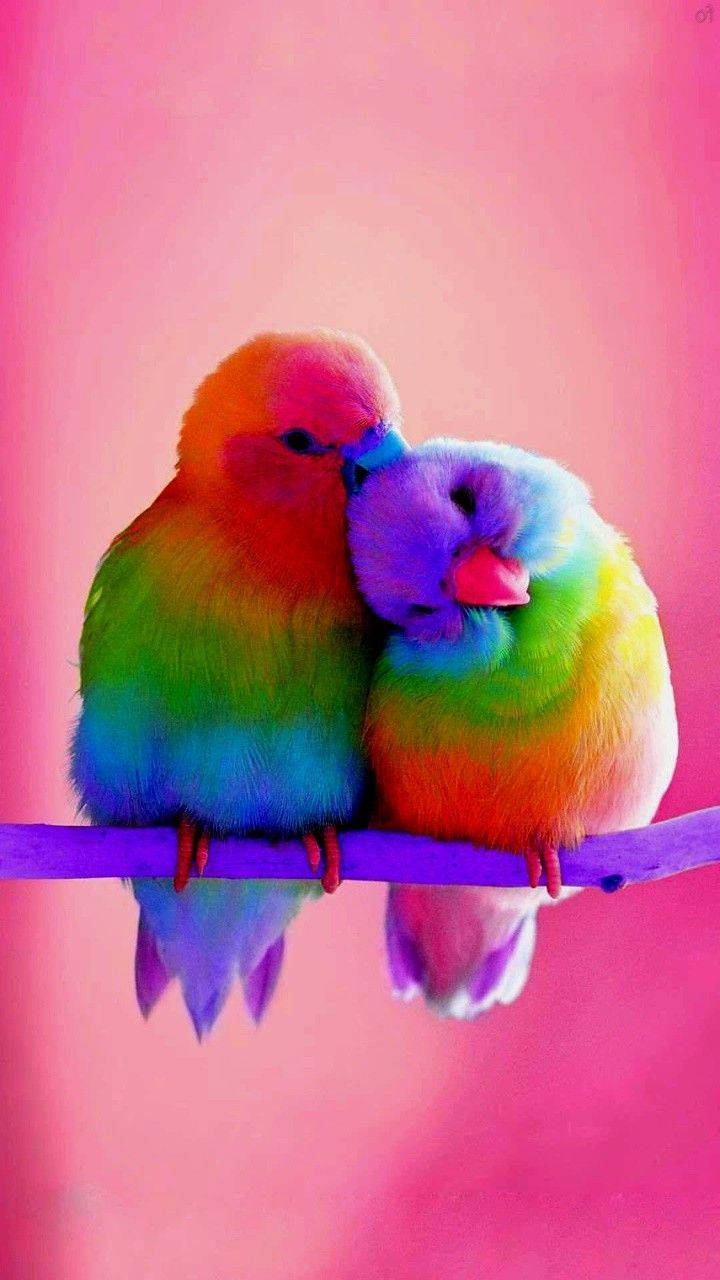 Download Rainbow Love Birds On Pink Background Wallpaper 