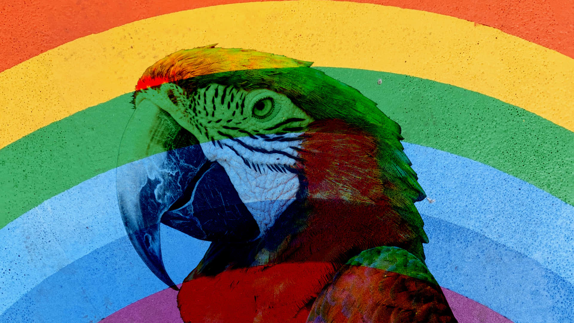Rainbow Over Parrot Wallpaper