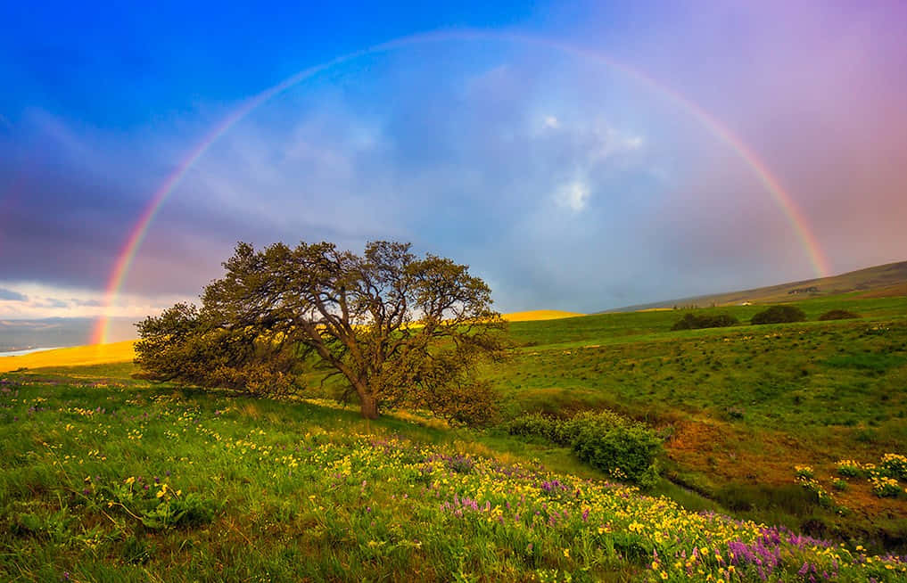 A vibrant, multi-colored rainbow illuminates the sky
