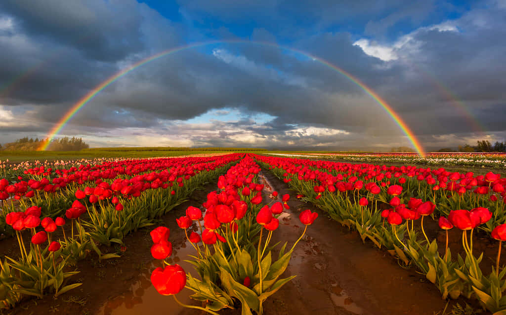 Få øjeblikket af skønhed - en levende regnbue i himlen