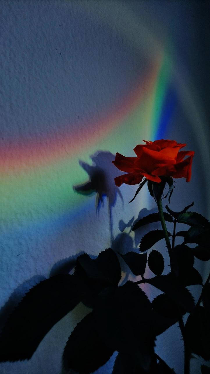 Rainbow Red Rose Aesthetic Lockscreen Wallpaper