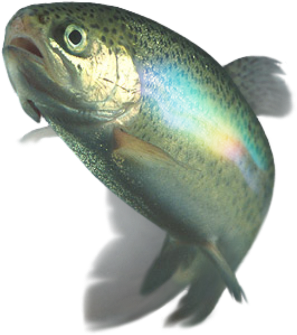Rainbow Trout Underwater View PNG