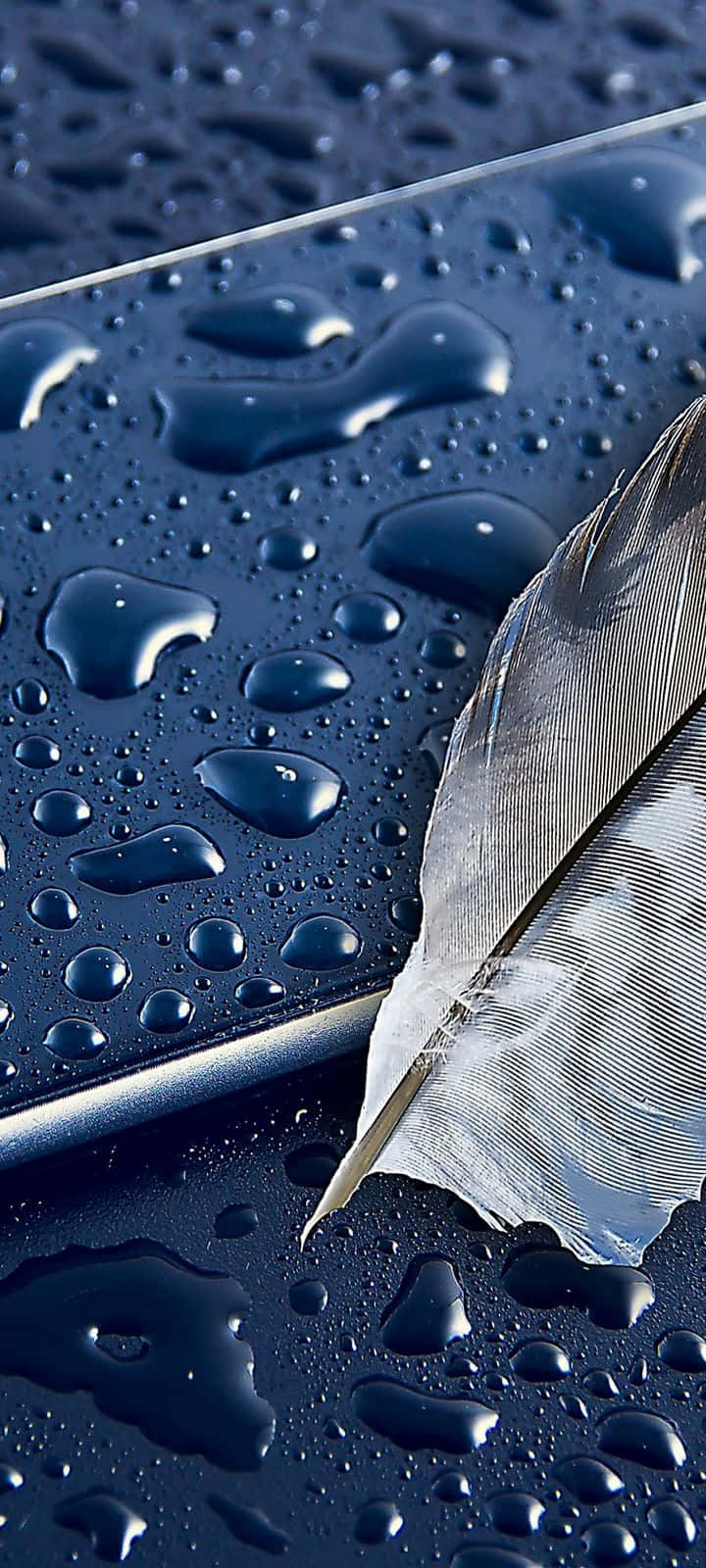 Raindrops And A Leaf That Is Very Handy Wallpaper