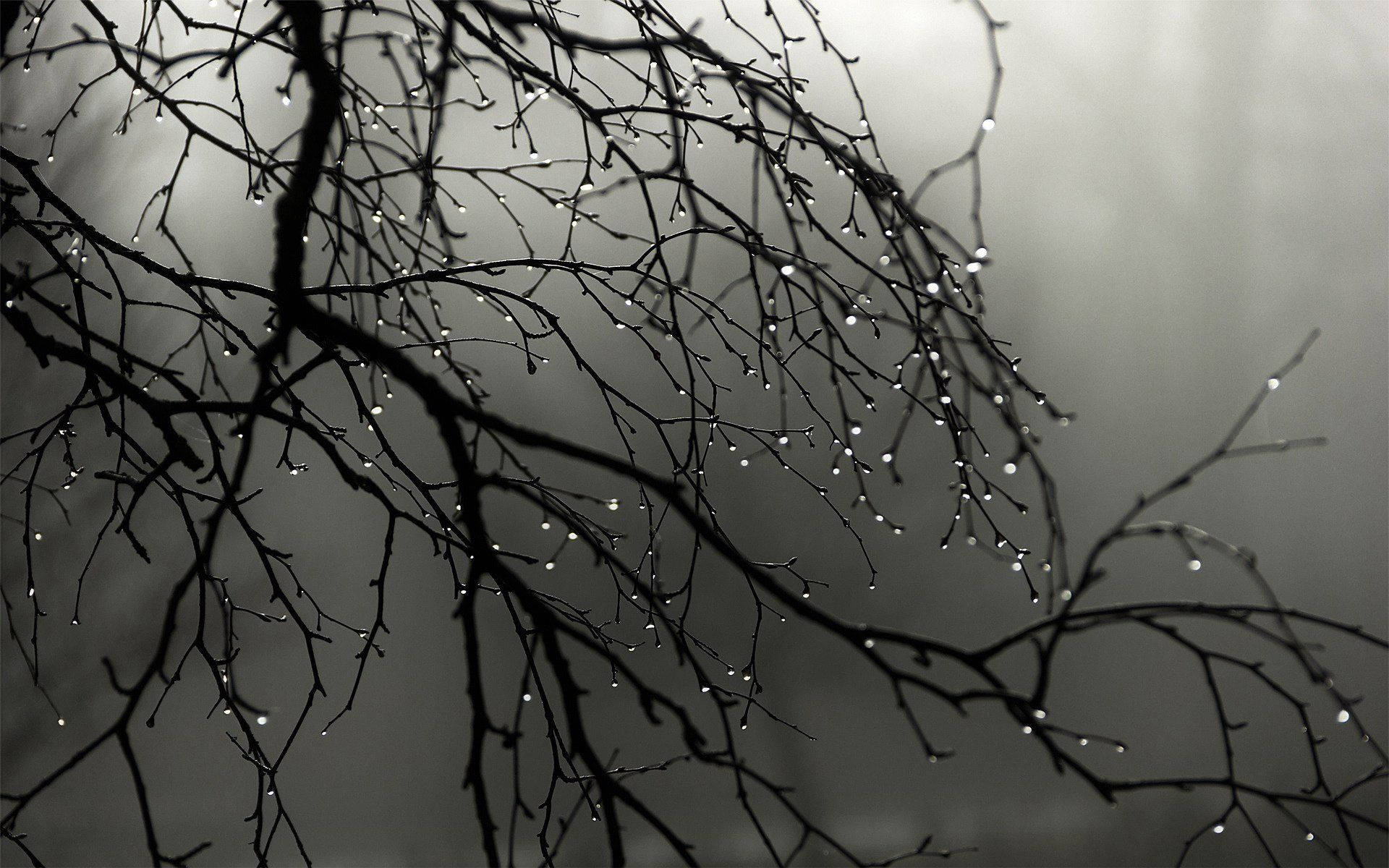A Bare Tree Covered in Raindrops Against a Misty Grey Background Wallpaper