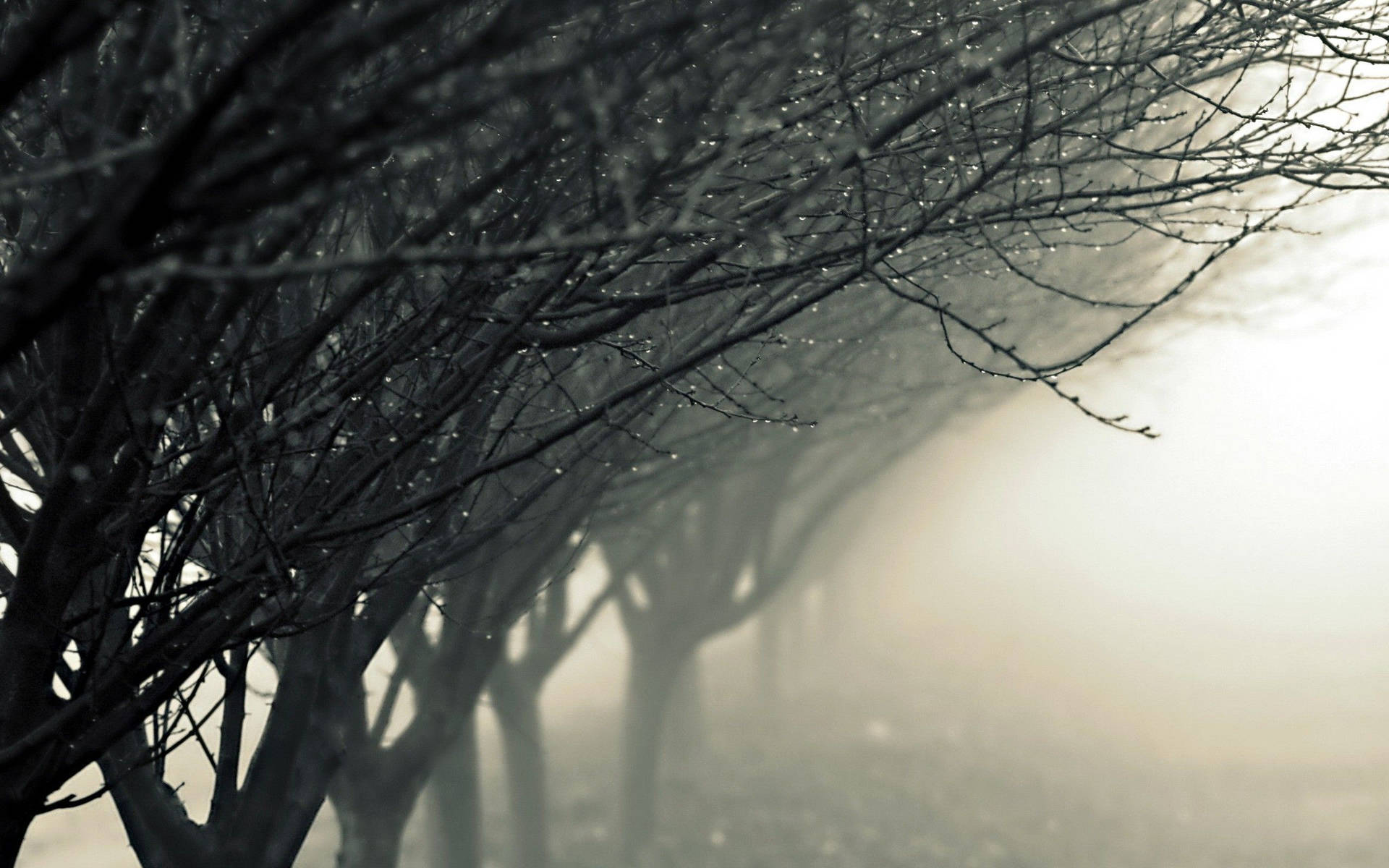 Regndråber på tågeagtige bladløse træer på en mørk baggrund Wallpaper