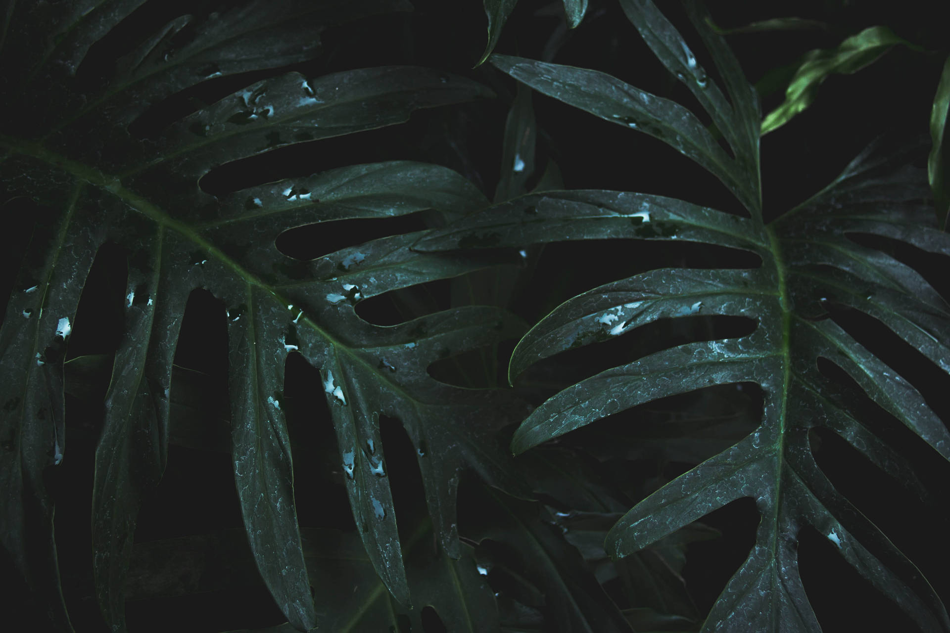 Raindrops On Green Leaves