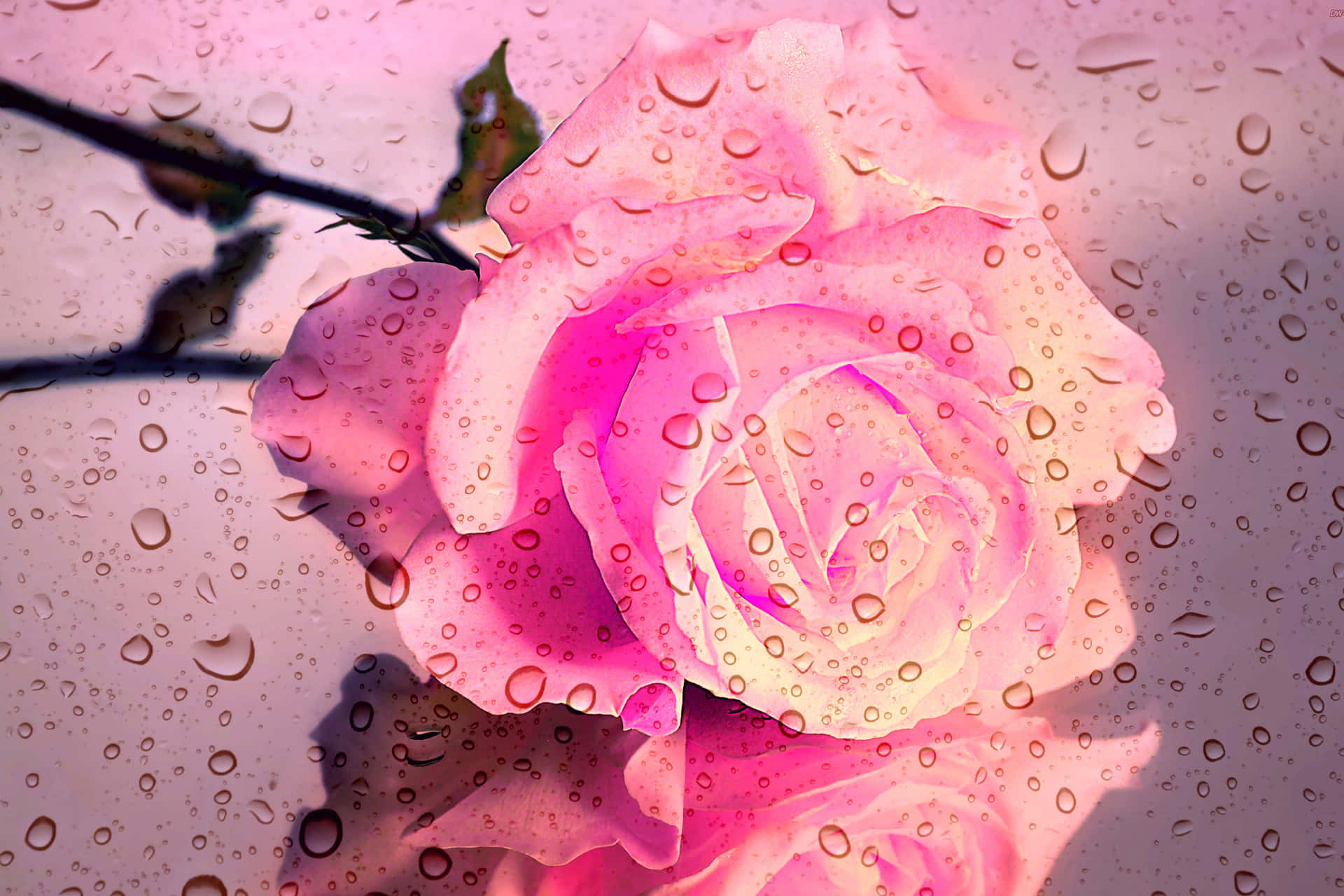 Raindrops_on_ Pink_ Rose_ Behind_ Glass.jpg Wallpaper
