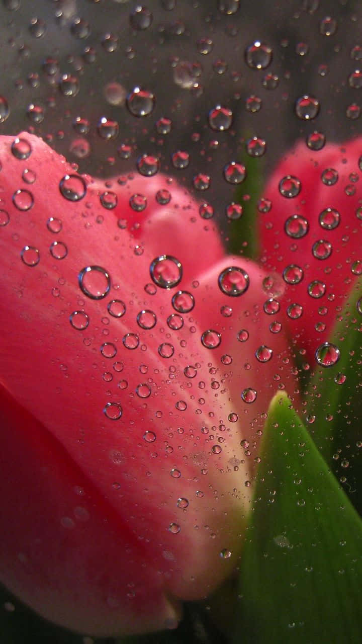 Raindrops_on_ Tulips_ Closeup.jpg Wallpaper