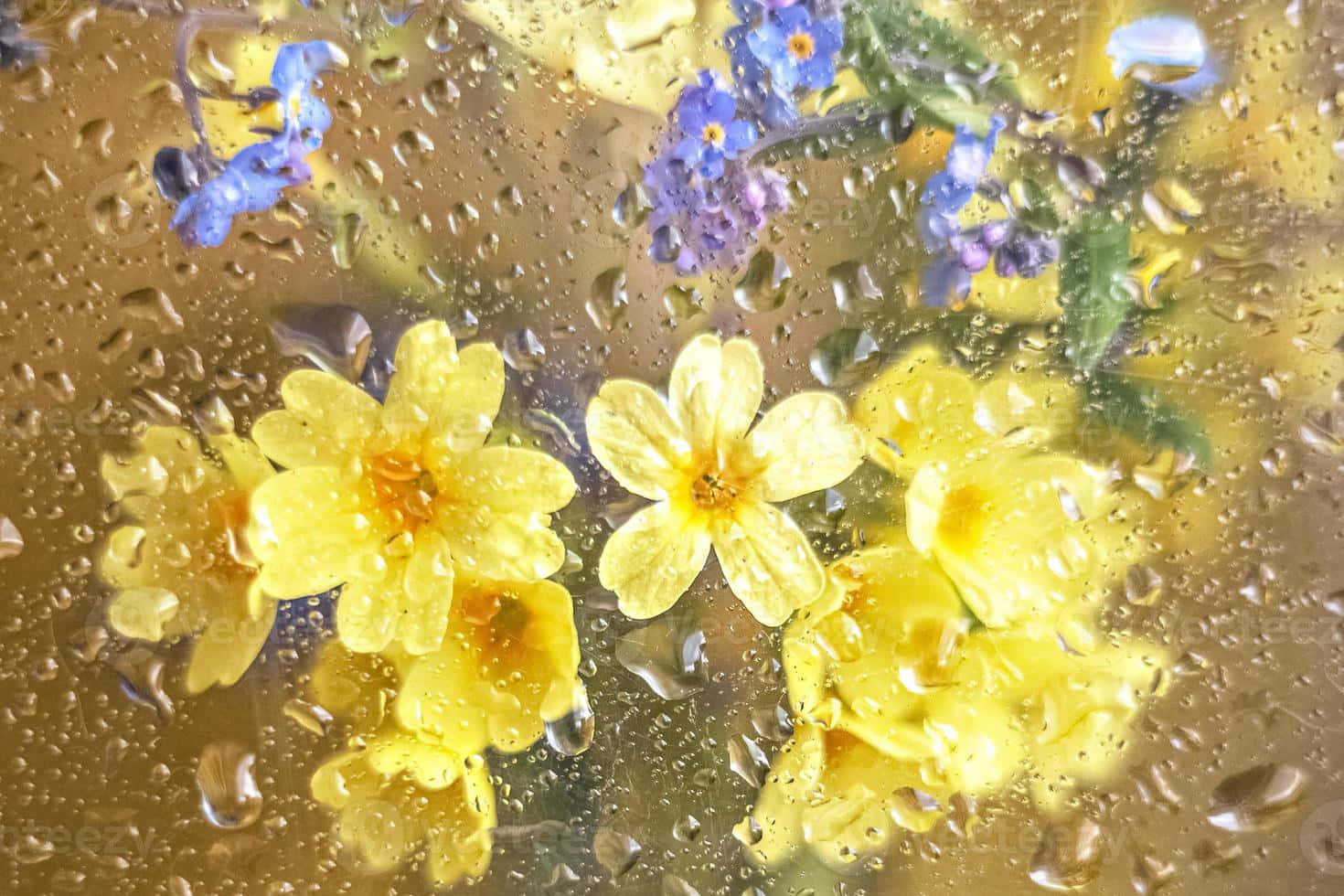 Raindrops_on_ Yellow_ Blooms_ Behind_ Glass.jpg Wallpaper