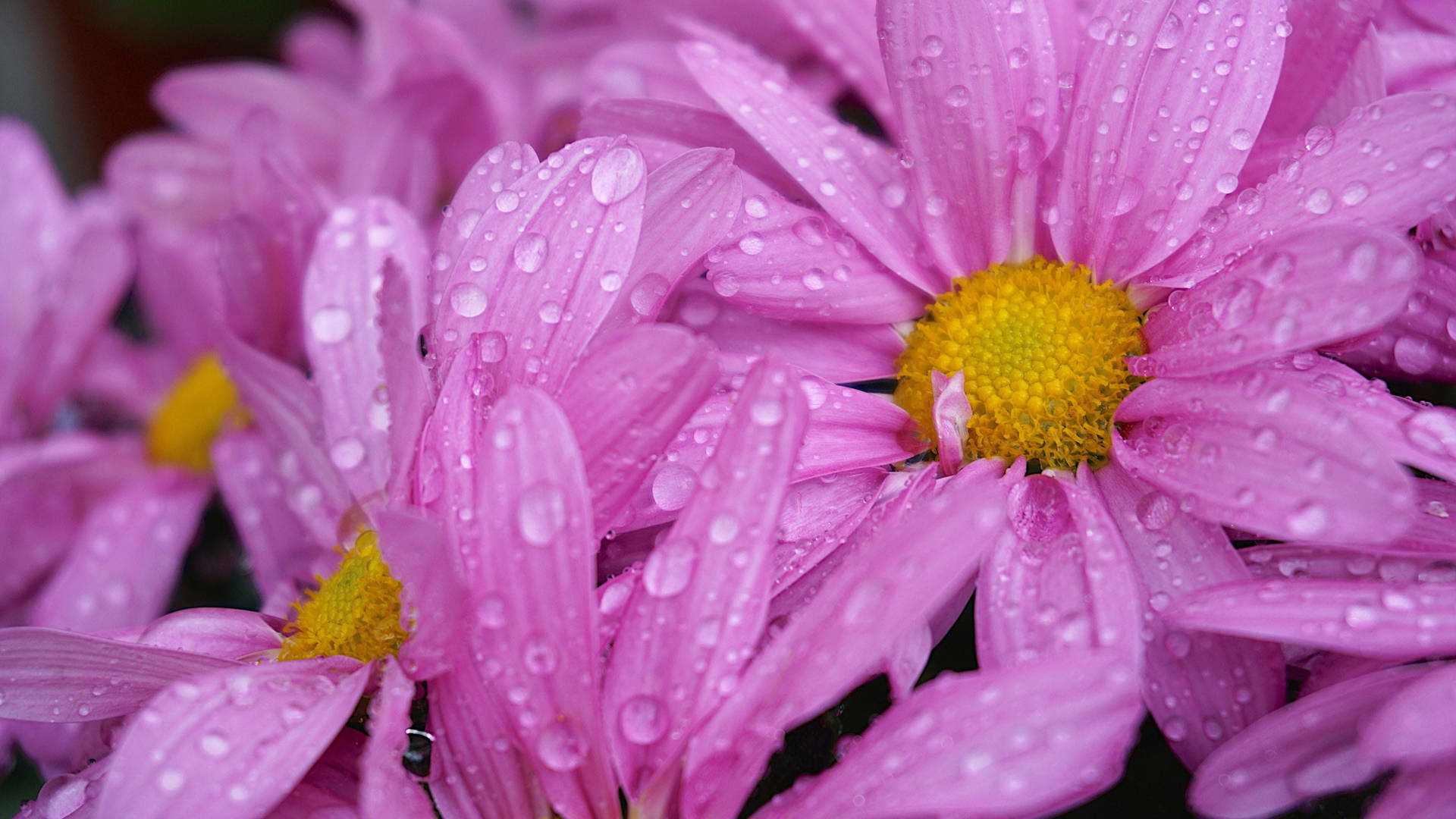 Raindrops Pink Daisy Aesthetic Wallpaper