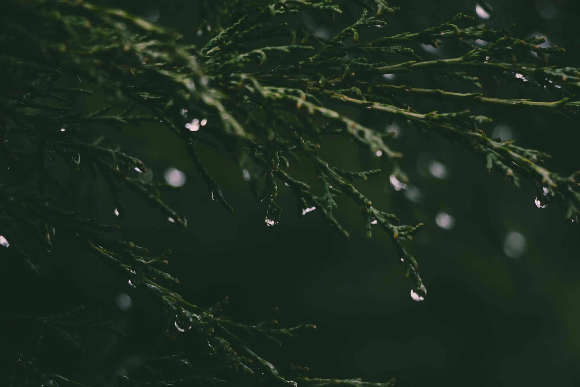 Raindropson Pine Branches.jpg Wallpaper