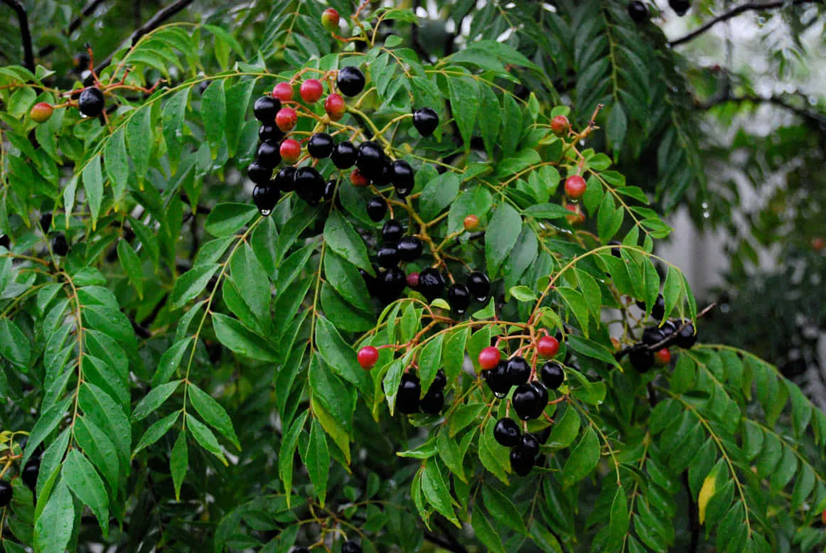 Regnetcurry Berry Frukter På Grenen. Wallpaper
