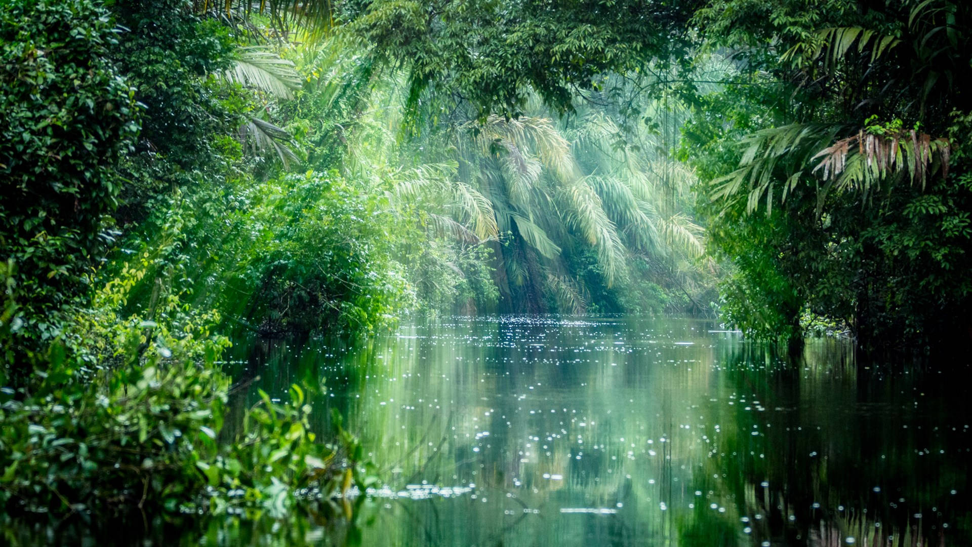 Regenwalddes Amazonas Im Regenfall Wallpaper