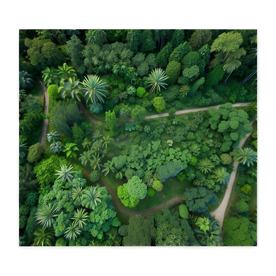 Rainforest Aerial View Png Nov18 PNG