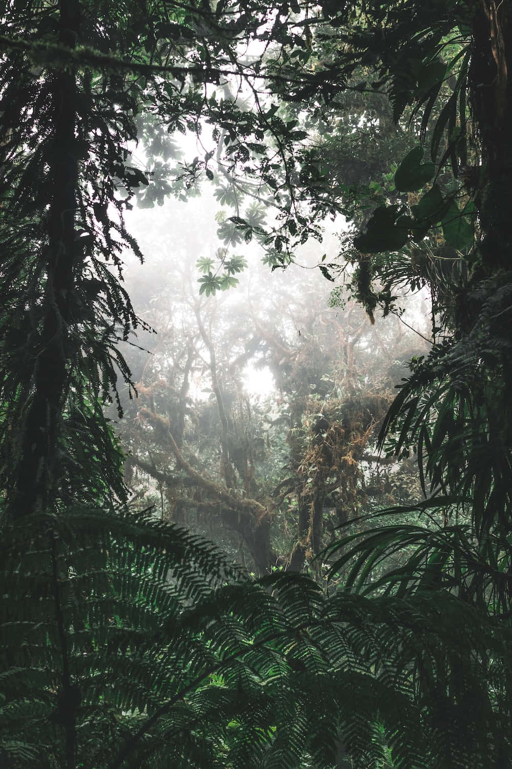 Rainforest Background