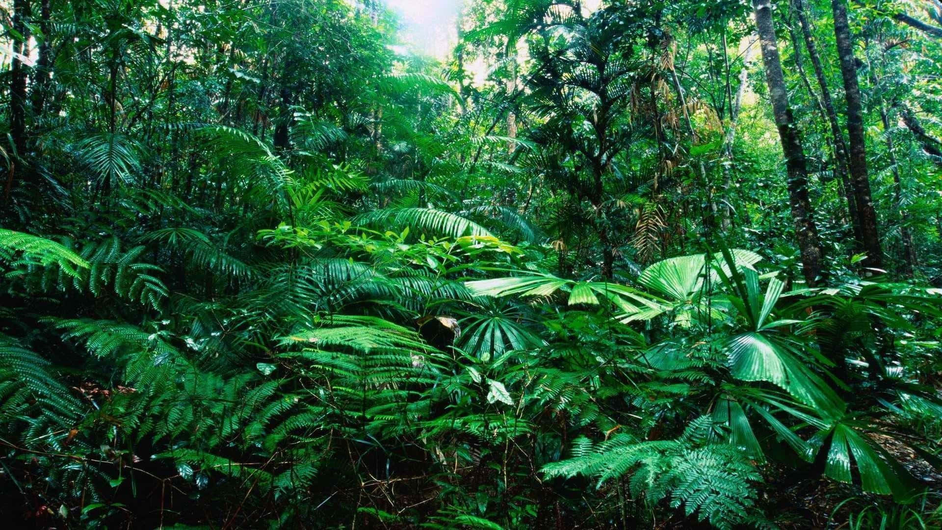 Regenwaldhintergrund