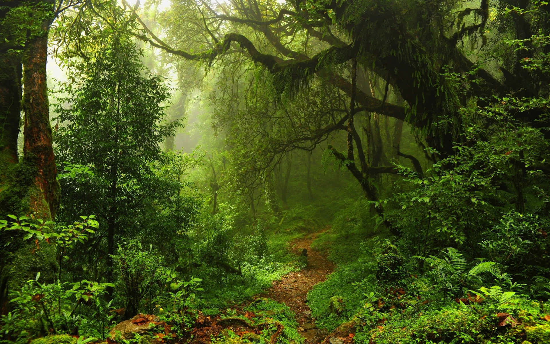 "Nature's Paradise - An Exotic Rainforest"