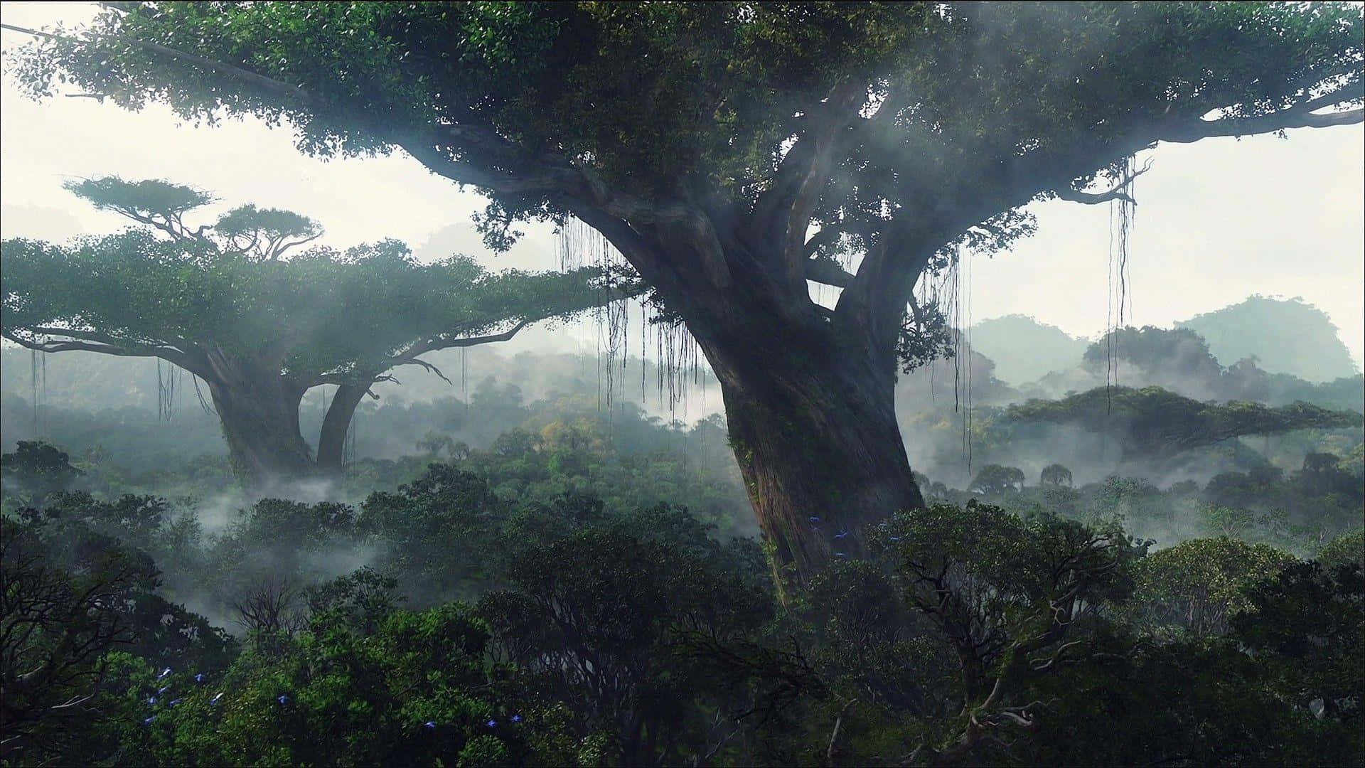 Explore the vast beauty of the rainforest