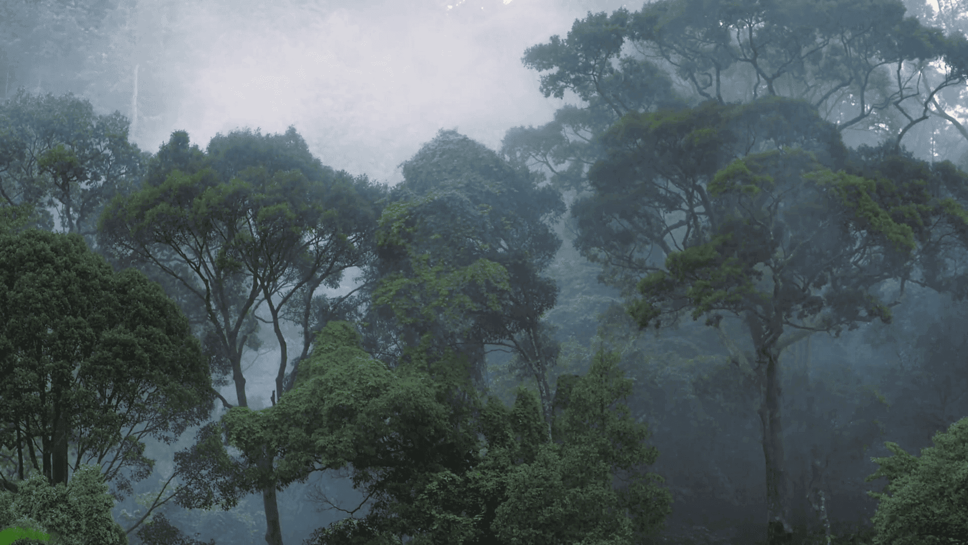 Enjoy a serene walk among the lush foliage of a beautiful rainforest Background — Misty forest with tall green trees shrouded in soft white fog creating a serene and mysterious atmosphere.