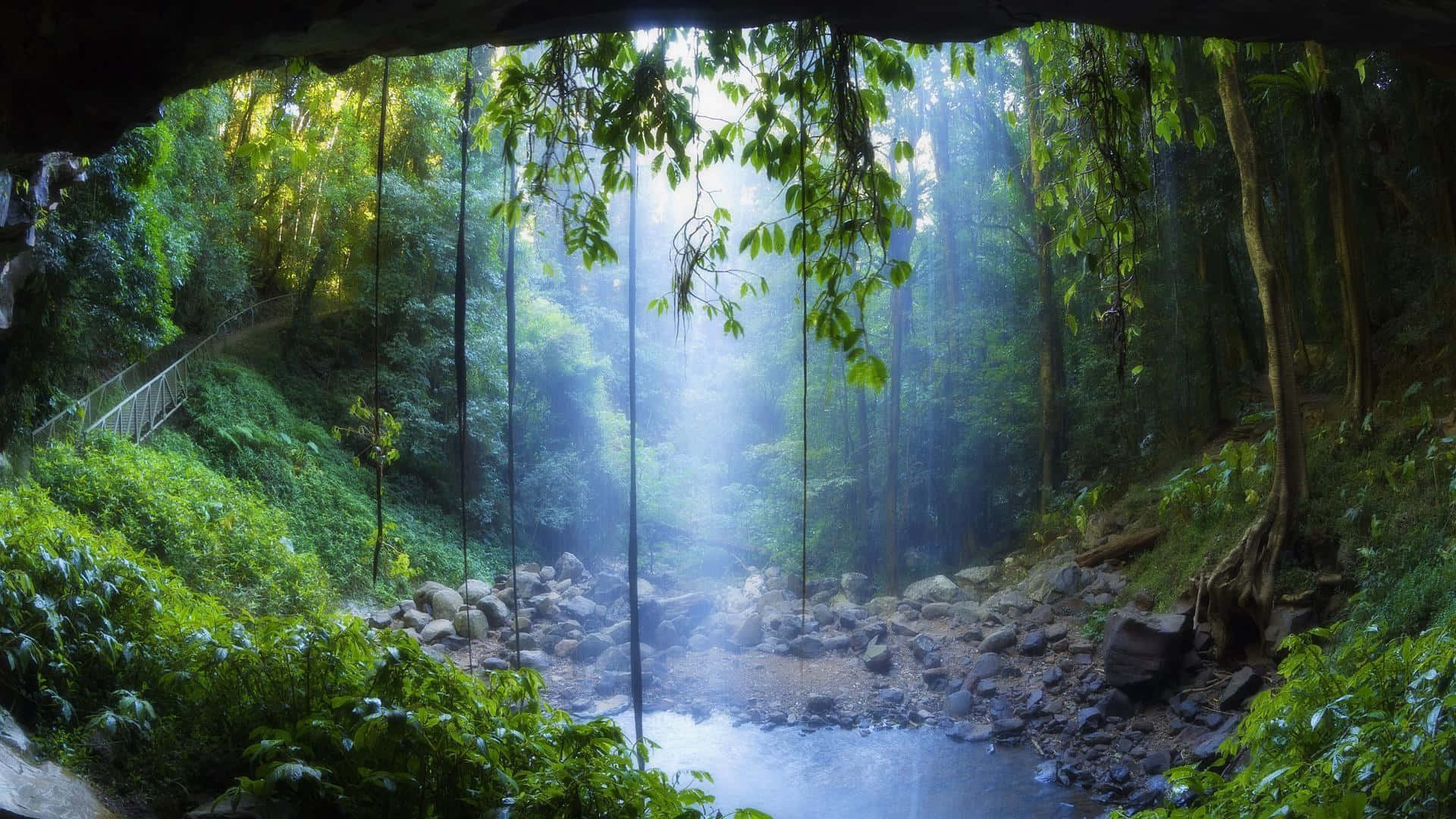 Unaexuberante Y Vibrante Selva Tropical En Medio De Un Verano Perpetuo.