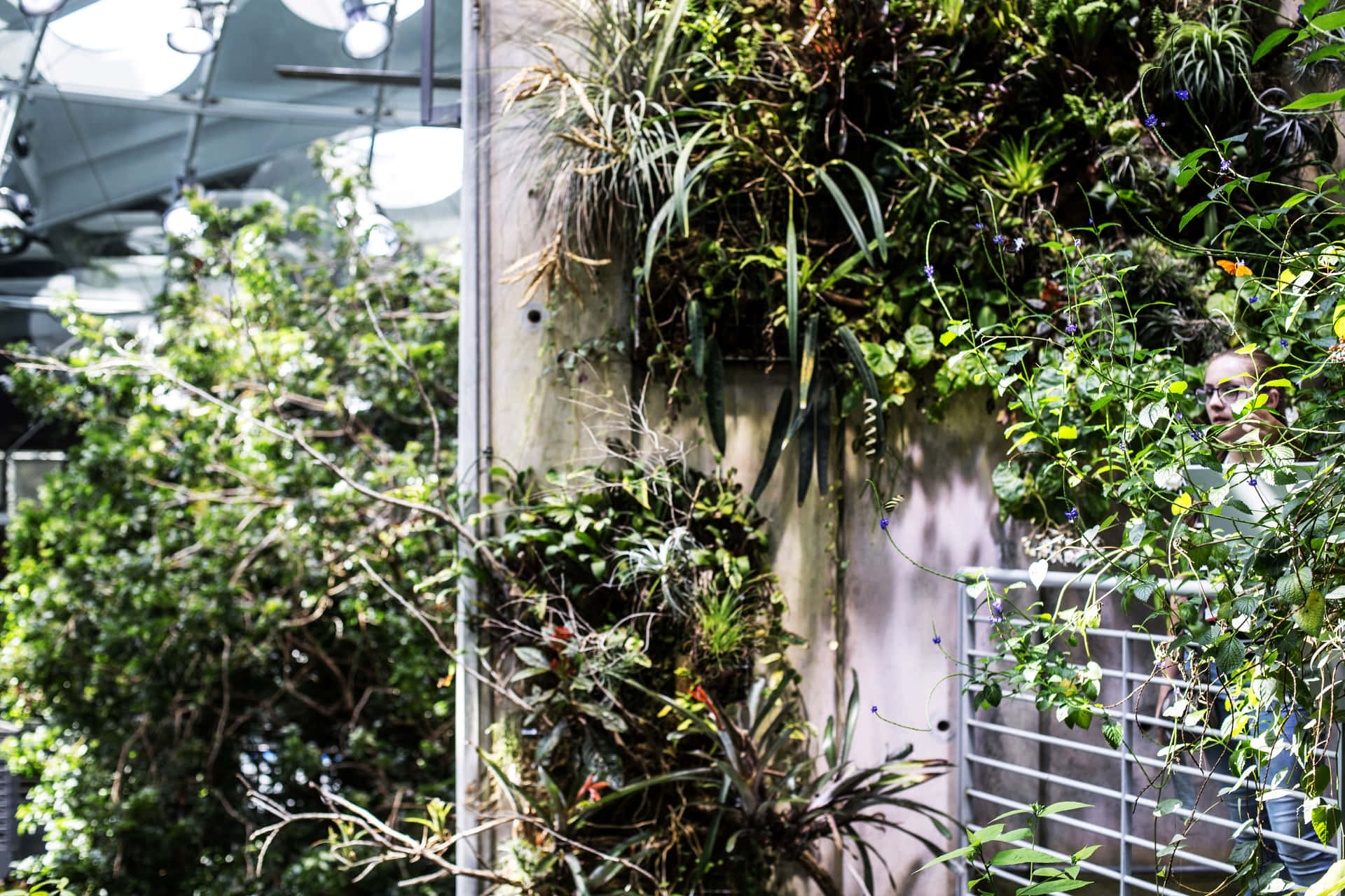 Rainforest Biodome Vertical Garden California Academy Sciences Wallpaper